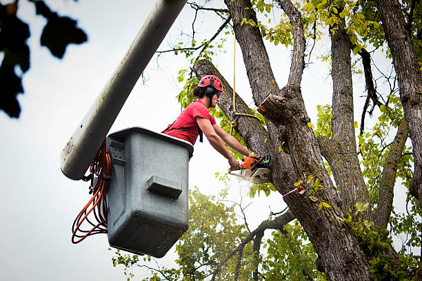 Best Tree and Shrub Care  in Sidney, IL
